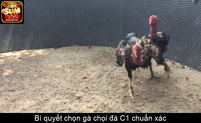Bí quyết chọn gà chọi đá C1 chuẩn xác