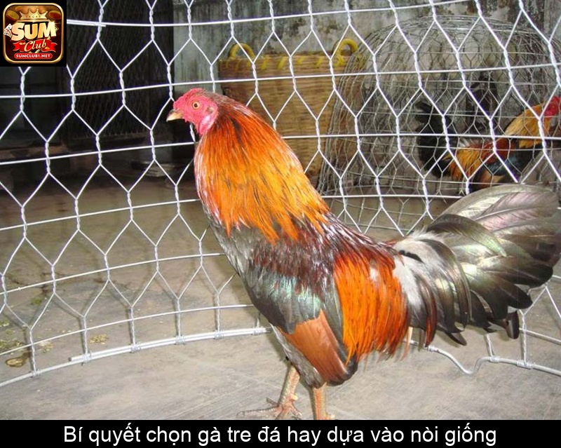 Bí quyết chọn gà tre đá hay dựa vào nòi giống