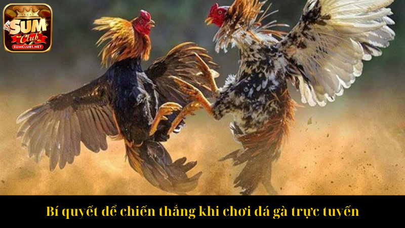 Bí quyết để chiến thắng khi chơi đá gà trực tuyến
