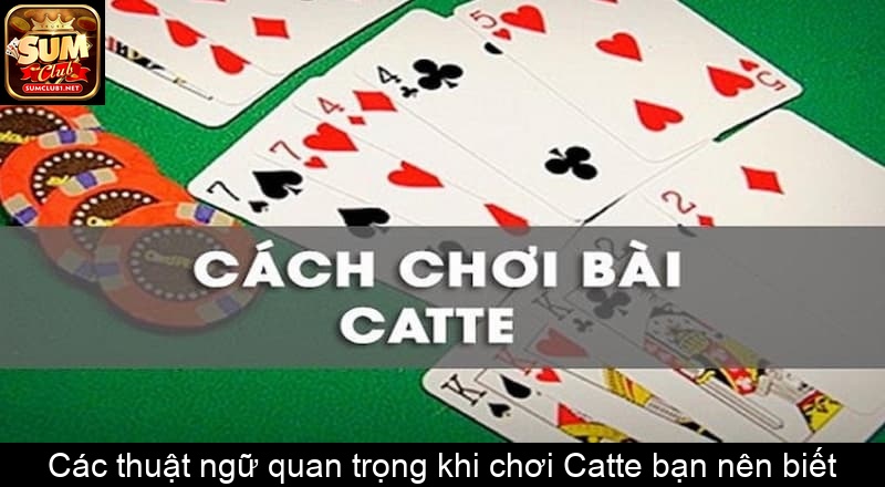 Các thuật ngữ quan trọng khi chơi Catte bạn nên biết