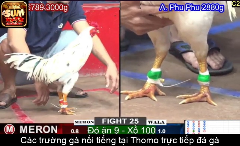Các trường gà nổi tiếng tại Thomo trực tiếp đá gà
