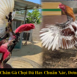 Cách Xem Chân Gà Chọi Đá Hay Chuẩn Xác, Đơn Giản Nhất
