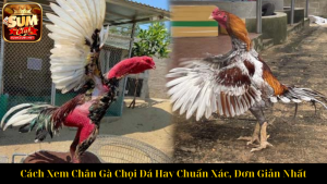 Đá Gà Cựa Campuchia – Trải Nghiệm Kịch Tính Đỉnh Cao 2025