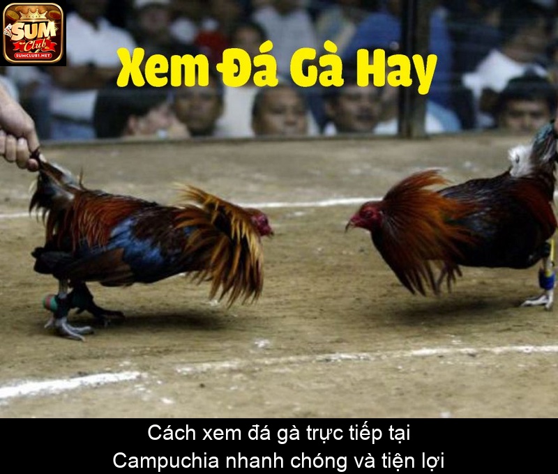 Cách xem đá gà trực tiếp tại Campuchia nhanh chóng và tiện lợi