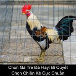 Chọn Gà Tre Đá Hay Bí Quyết Chọn Chiến Kê Cực Chuẩn