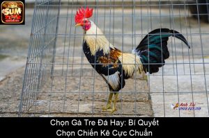 Đá Gà Cựa Campuchia – Trải Nghiệm Kịch Tính Đỉnh Cao 2025