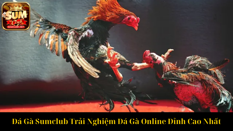 Đá Gà Sumclub Trải Nghiệm Đá Gà Online Đỉnh Cao Nhất