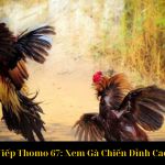 Đá Gà Trực Tiếp Thomo 67 Xem Gà Chiến Đỉnh Cao Campuchia
