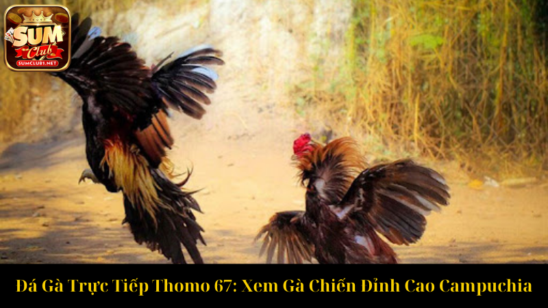 Đá Gà Trực Tiếp Thomo 67 Xem Gà Chiến Đỉnh Cao Campuchia