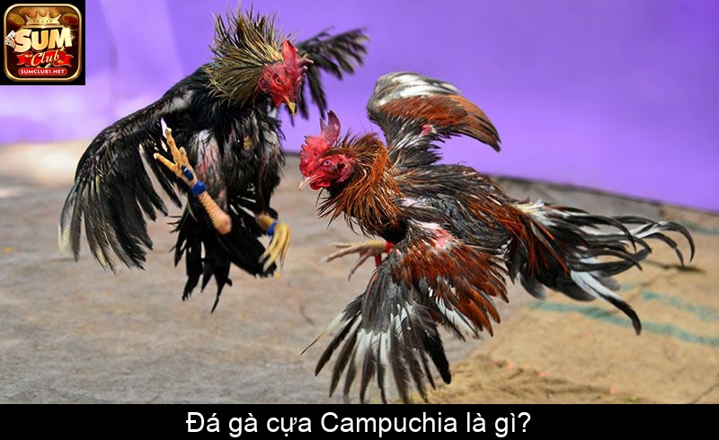Đá gà cựa Campuchia là gì