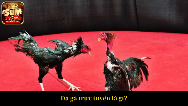 Đá gà trực tuyến là gì