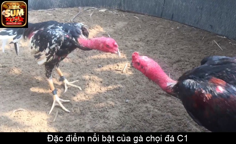 Đặc điểm nổi bật của gà chọi đá C1