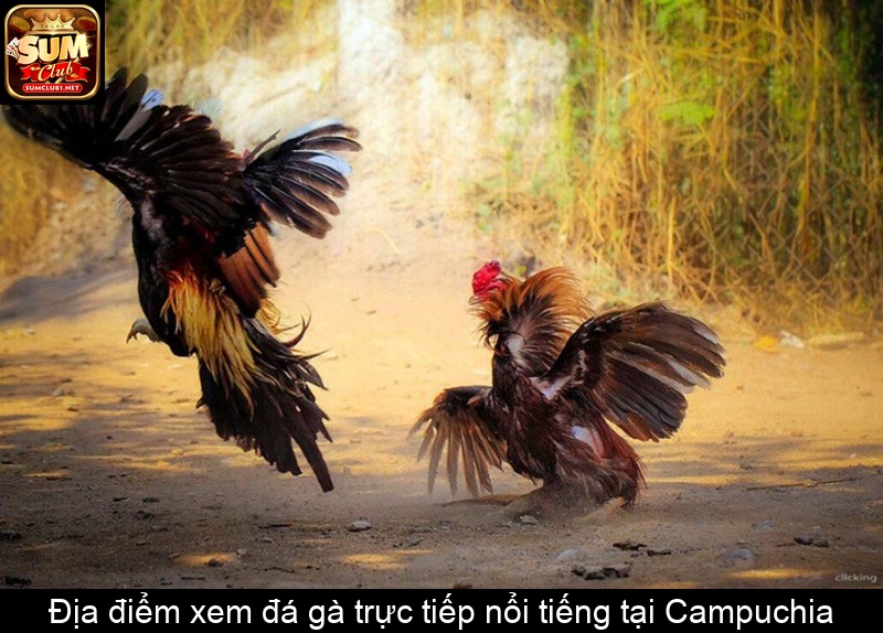 Địa điểm xem đá gà trực tiếp nổi tiếng tại Campuchia