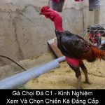Gà Chọi Đá C1 Kinh Nghiệm Xem Và Chọn Chiến Kê Đẳng Cấp