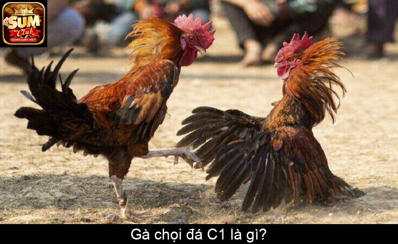 Gà chọi đá C1 là gì