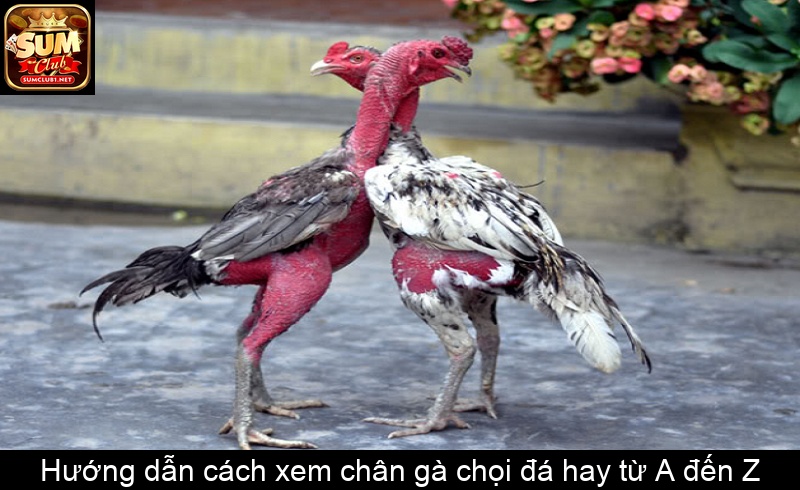 Hướng dẫn cách xem chân gà chọi đá hay từ A đến Z