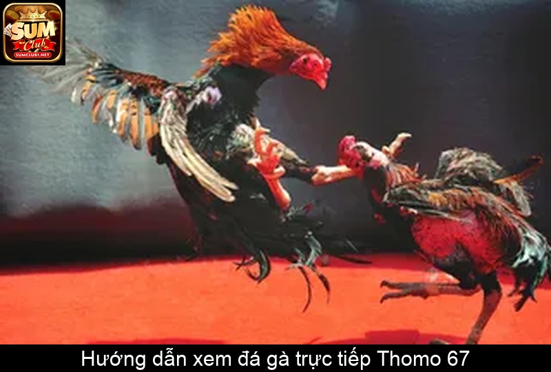 Hướng dẫn xem đá gà trực tiếp Thomo 67