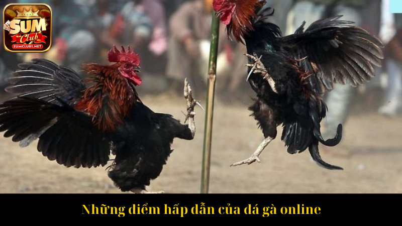 Những điểm hấp dẫn của đá gà online