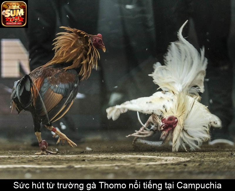 Sức hút từ trường gà Thomo nổi tiếng tại Campuchia