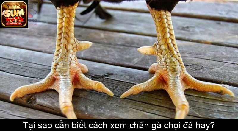 Tại sao cần biết cách xem chân gà chọi đá hay