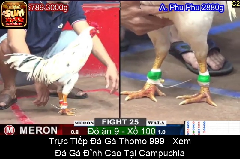 Trực Tiếp Đá Gà Thomo 999 Xem Đá Gà Đỉnh Cao Tại Campuchia