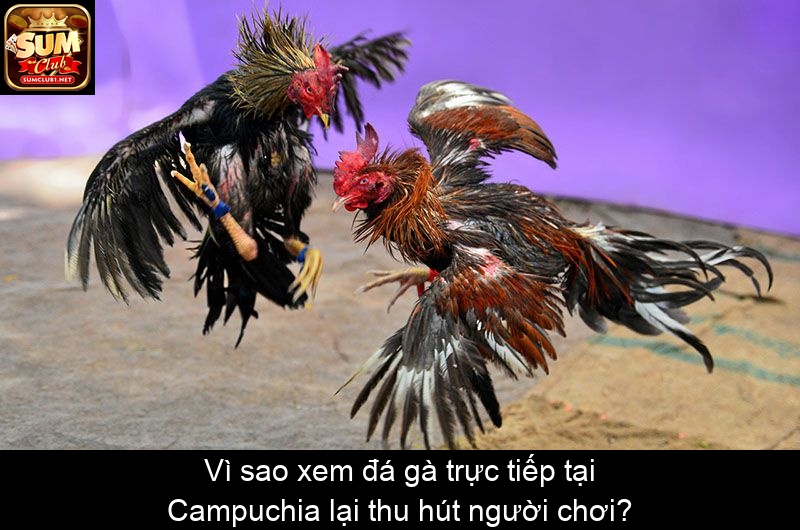 Vì sao xem đá gà trực tiếp tại Campuchia lại thu hút người chơi