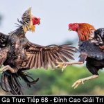 Xem Đá Gà Trực Tiếp 68 Đỉnh Cao Giải Trí Tại Nhà