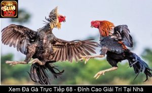 Đá Gà Cựa Campuchia – Trải Nghiệm Kịch Tính Đỉnh Cao 2025