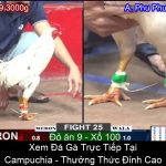 Xem Đá Gà Trực Tiếp Tại Campuchia Thưởng Thức Đỉnh Cao