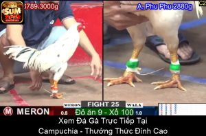 Cách Xem Chân Gà Chọi Đá Hay Chuẩn Xác, Đơn Giản Nhất