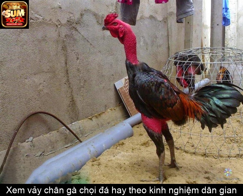 Xem vảy chân gà chọi đá hay theo kinh nghiệm dân gian